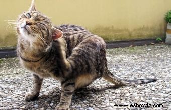 Revolución para gatos:una descripción completa