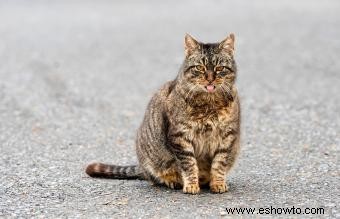 Qué esperar durante el embarazo de una gata