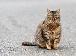 Qué esperar durante el embarazo de una gata