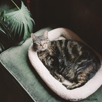 Qué esperar durante el embarazo de una gata