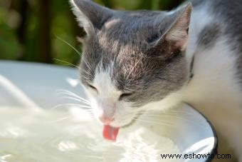 ¿Con qué frecuencia debe orinar un gato? La respuesta saludable