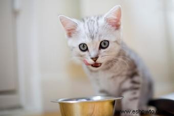 Consejos de un veterinario para gatos y cómo cuidarlos mejor