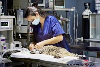 El mejor momento para esterilizar a los gatos (y las razones por las que debería hacerlo)