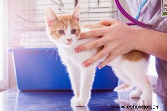 El mejor momento para esterilizar a los gatos (y las razones por las que debería hacerlo)