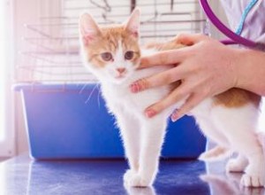 El Momento Ideal para Esterilizar a tu Gato: Edad Recomendada y Beneficios Comprobados