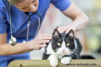 Síntomas comunes de la tiña en gatos y cómo mantenerlos a raya