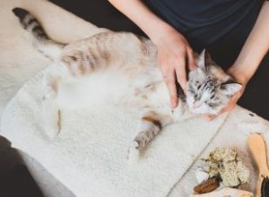 Tres tipos de medicina holística para que prueben los gatos