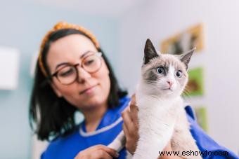 Tres tipos de medicina holística para que prueben los gatos