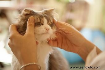 Tres tipos de medicina holística para que prueben los gatos