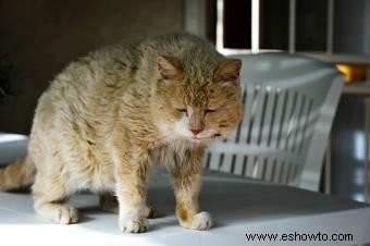 5 razones por las que debería preocuparse por los parásitos de los gatos
