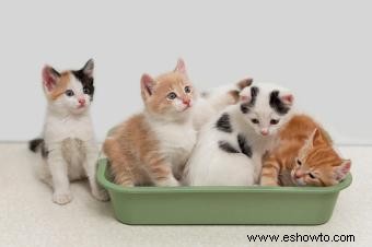 5 razones por las que debería preocuparse por los parásitos de los gatos