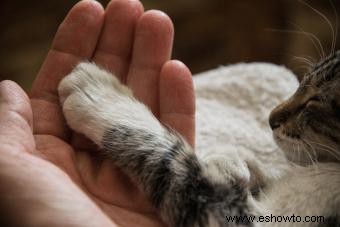 5 razones por las que su gato puede tener una pata hinchada