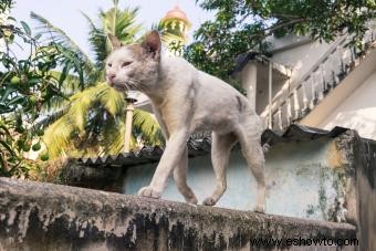 6 síntomas de un gato moribundo