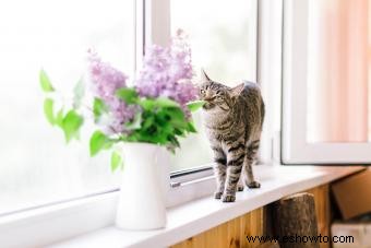 66 plantas que son venenosas para los gatos