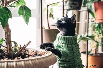 66 plantas que son venenosas para los gatos