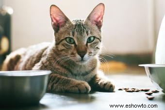 7 causas comunes por las que su gato no come