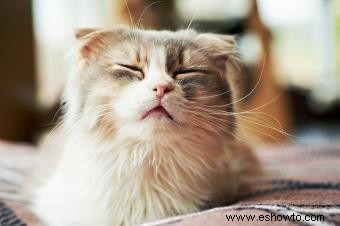7 razones interesantes para los estornudos felinos