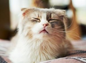 7 Causas Comunes de Estornudos en Gatos: Guía Experta para Dueños