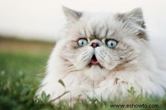 7 razones interesantes para los estornudos felinos