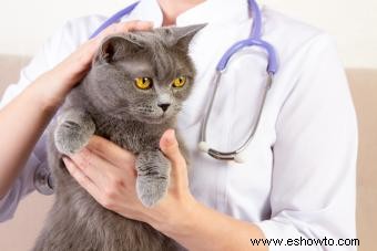 7 síntomas de gatos enfermos que debes notar