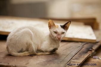 Una tabla de peso de gatos que puedes usar en casa