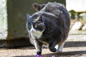 Una tabla de peso de gatos que puedes usar en casa