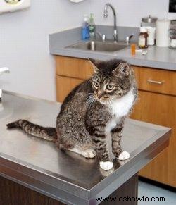 La perspectiva de un veterinario sobre la enfermedad renal en gatos