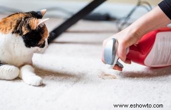 Vinagre de sidra de manzana para la salud de su gato