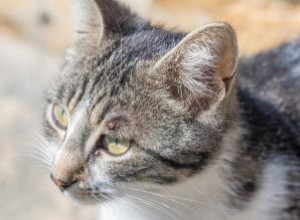 ¿Pueden los gatos contraer la enfermedad de Lyme?