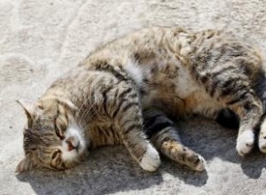 ¿Pueden los humanos contagiarse de gusanos de los gatos? Riesgos, síntomas y prevención