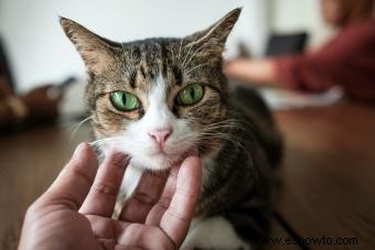 Medicamentos para la ansiedad de los gatos:una guía para aliviar los nervios