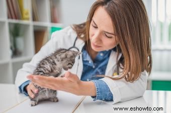 Síntomas del moquillo felino que debe conocer