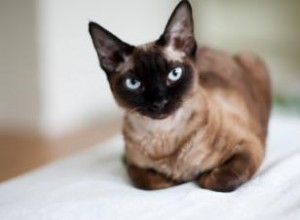 Síntomas de los Ácaros del Oído en Gatos: Guía Experta para Identificar y Tratarlos