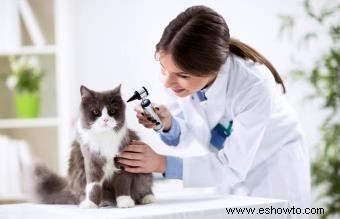 Ácaros del oído del gato frente a cerumen:cómo diferenciarlos