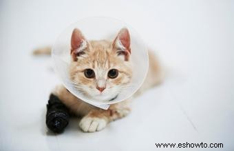 Síntomas de emergencia en gatos que necesitan atención veterinaria