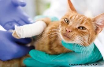 Síntomas de emergencia en gatos que necesitan atención veterinaria