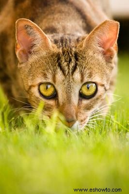 Problemas del ojo de gato