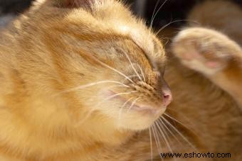 Alergias en la piel de los gatos:lo que los propietarios deben saber