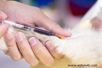 Alergias en la piel de los gatos:lo que los propietarios deben saber