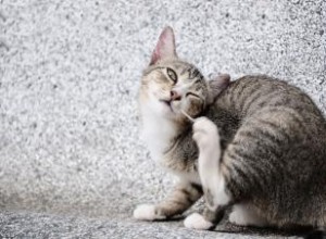 Puntos Calientes en Gatos: Causas, Tratamiento y Prevención Efectiva