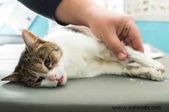 Causas y tipos de peritonitis infecciosa felina