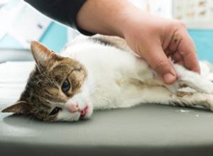 Peritonitis Infecciosa Felina (PIF): Causas, Tipos, Síntomas, Diagnóstico y Prevención