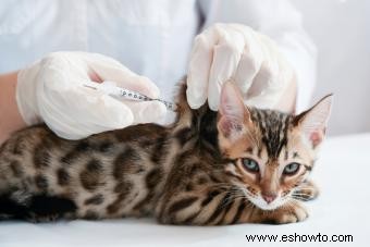 Vacunas comunes para gatos y lo que previenen (con calendario)