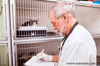 Problemas de salud comunes en felinos ancianos