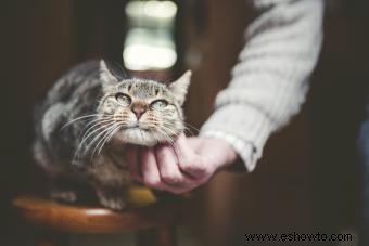 Problemas de salud comunes en felinos ancianos