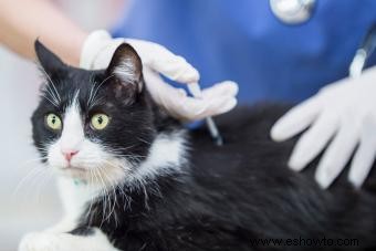 ¿Los gatos mayores necesitan vacunas? Un experto opina