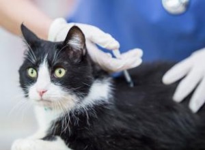 ¿Los gatos mayores necesitan vacunas? Un experto opina