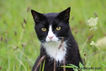 ¿Los gatos mayores necesitan vacunas? Un experto opina