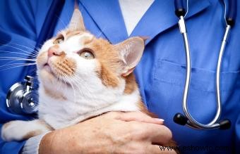 Consejos de expertos sobre gatos con problemas gastrointestinales