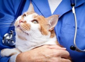 Consejos de Expertos para Gatos con Problemas Gastrointestinales: Guía Veterinaria Completa